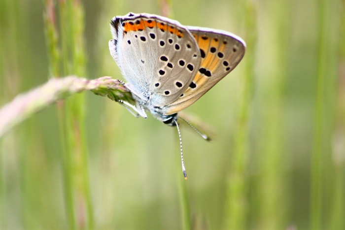 Quiz Licenide da identificare
